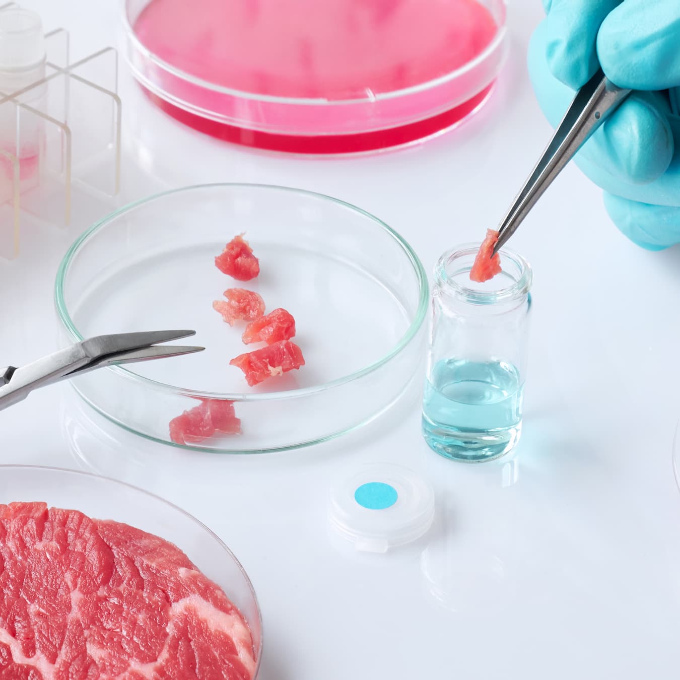 meat-sample-open-disposable-plastic-cell-culture-dish-modern-laboratory-production-facility